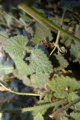 Nepeta septemcrenata
