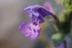 Nepeta septemcrenata