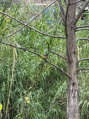 Phoenicurus auroreus