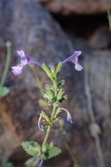 Nepeta septemcrenata