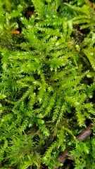 Eurhynchium striatum