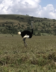 Struthio molybdophanes