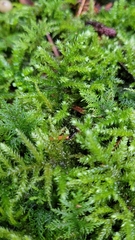 Eurhynchium striatum