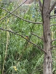 Phoenicurus auroreus