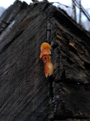 Fungi