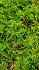 Eurhynchium striatum