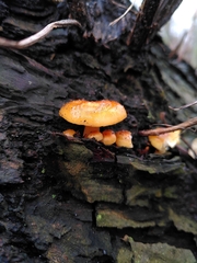 Fungi