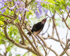 Chalcomitra amethystina