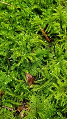 Eurhynchium striatum