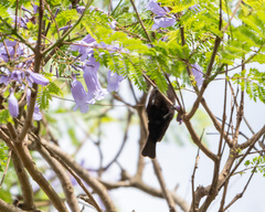 Chalcomitra amethystina