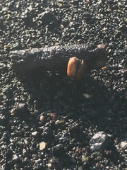 Plagiodera erythroptera