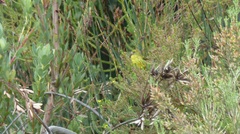 Crithagra scotops umbrosa