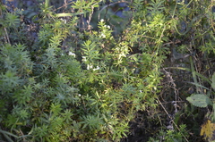 Galium rivale