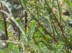 Crithagra scotops umbrosa