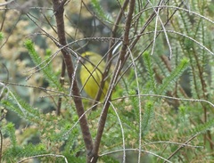 Crithagra scotops umbrosa