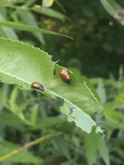 Plagiodera erythroptera