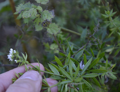 Galium rivale