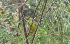 Crithagra scotops umbrosa