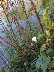 Calystegia sepium spectabilis