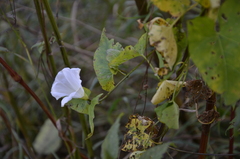 Calystegia sepium spectabilis