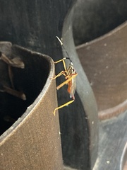 Holhymenia histrio