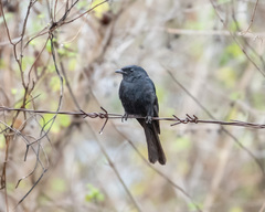 Melaenornis pammelaina