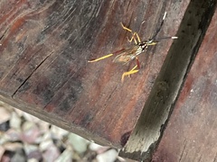 Holhymenia histrio