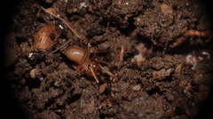 Linyphiidae