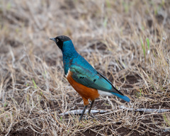 Lamprotornis superbus