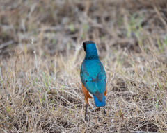 Lamprotornis superbus