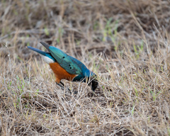 Lamprotornis superbus