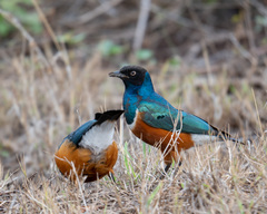 Lamprotornis superbus