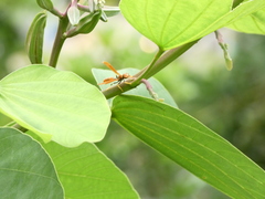 Polistes crinitus