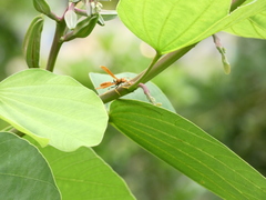 Polistes crinitus