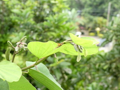 Polistes crinitus