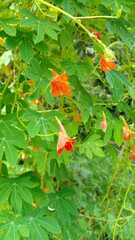 Tropaeolum smithii