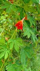 Tropaeolum smithii