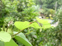 Polistes crinitus