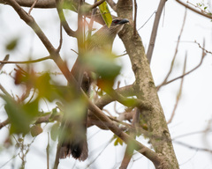 Centropus superciliosus