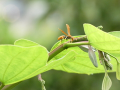 Polistes crinitus