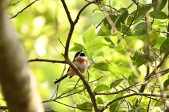 Aegithalos concinnus