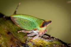 Sextius virescens