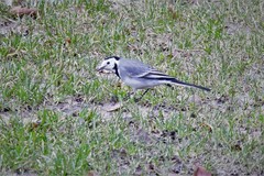Motacilla alba alba