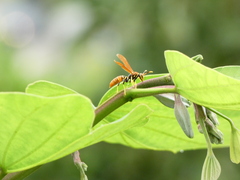 Polistes crinitus