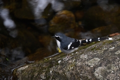 Enicurus schistaceus