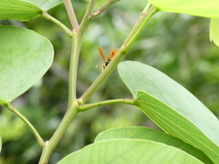 Polistes crinitus