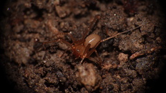 Linyphiidae