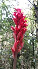 Stenorrhynchos albidomaculatum