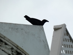 Corvus jamaicensis