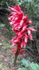 Stenorrhynchos albidomaculatum